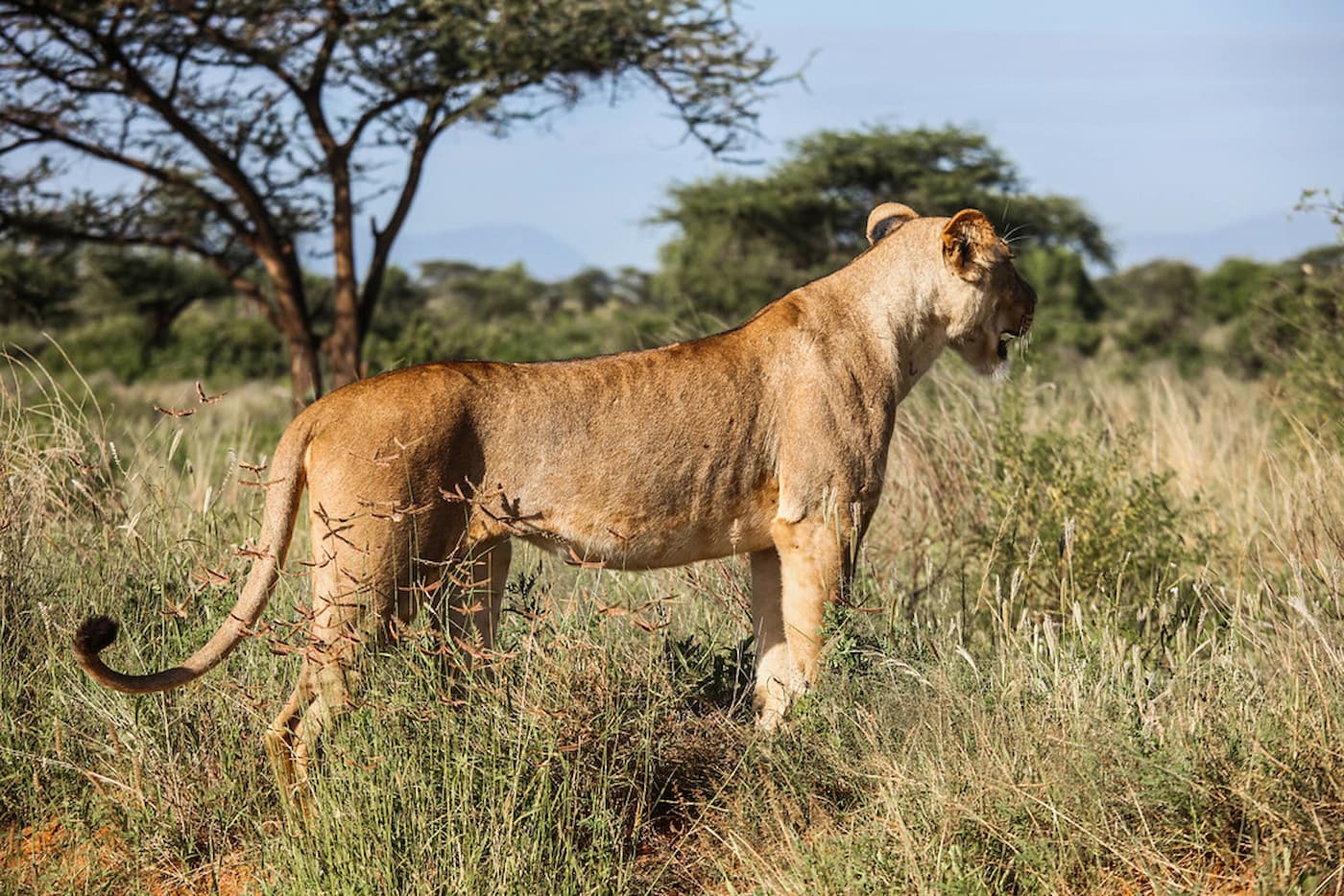 Kenya safari with elephants at sunset - Sola Safari Travels