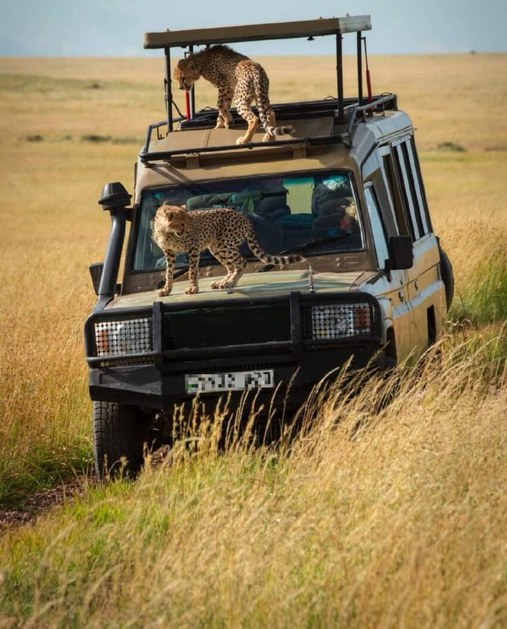 A 4×4 safari vehicle with pop-up roof on a game drive with cheetahs