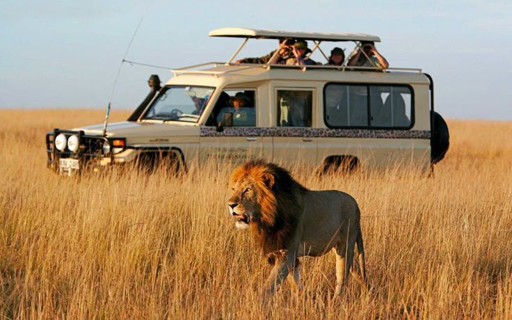 Kenya Safari – African Safari Tours