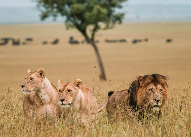 Lion pride on a Safari in the Masai Mara