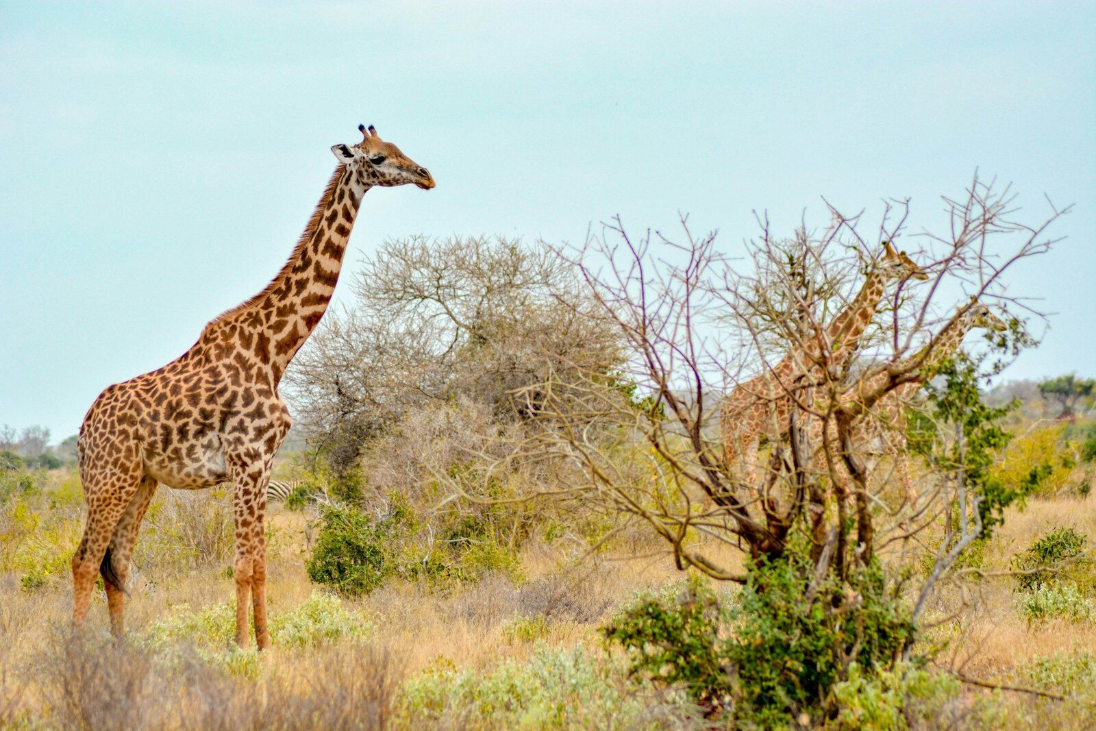 A tower of giraffes