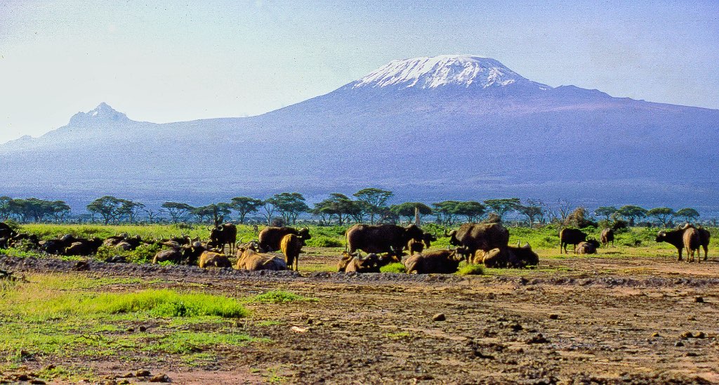 Grazing African (Cape) Buffalo in front of Mt. Kilimanjaro, Amboseli National Park, Kenya