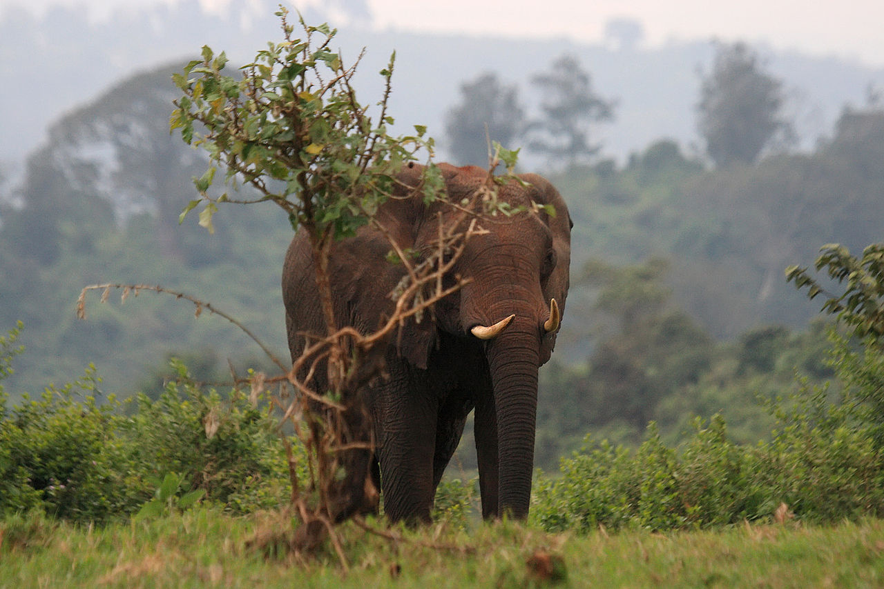 African elephant in Aberdare NP
