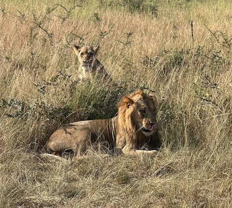 Akagera National Park – Lion sightings