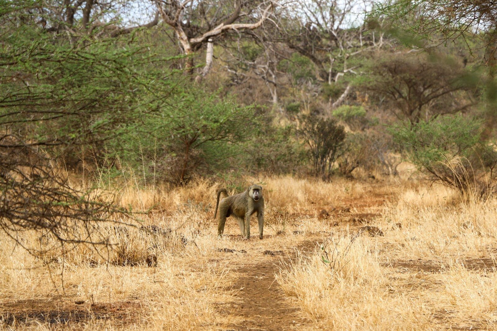 Baboon posing