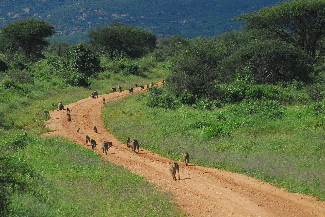 Baboons in Tsavo Park