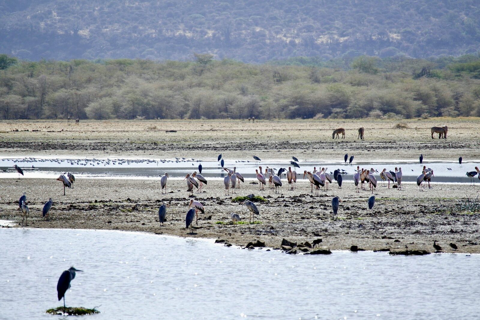 Birds in Lake Manyara