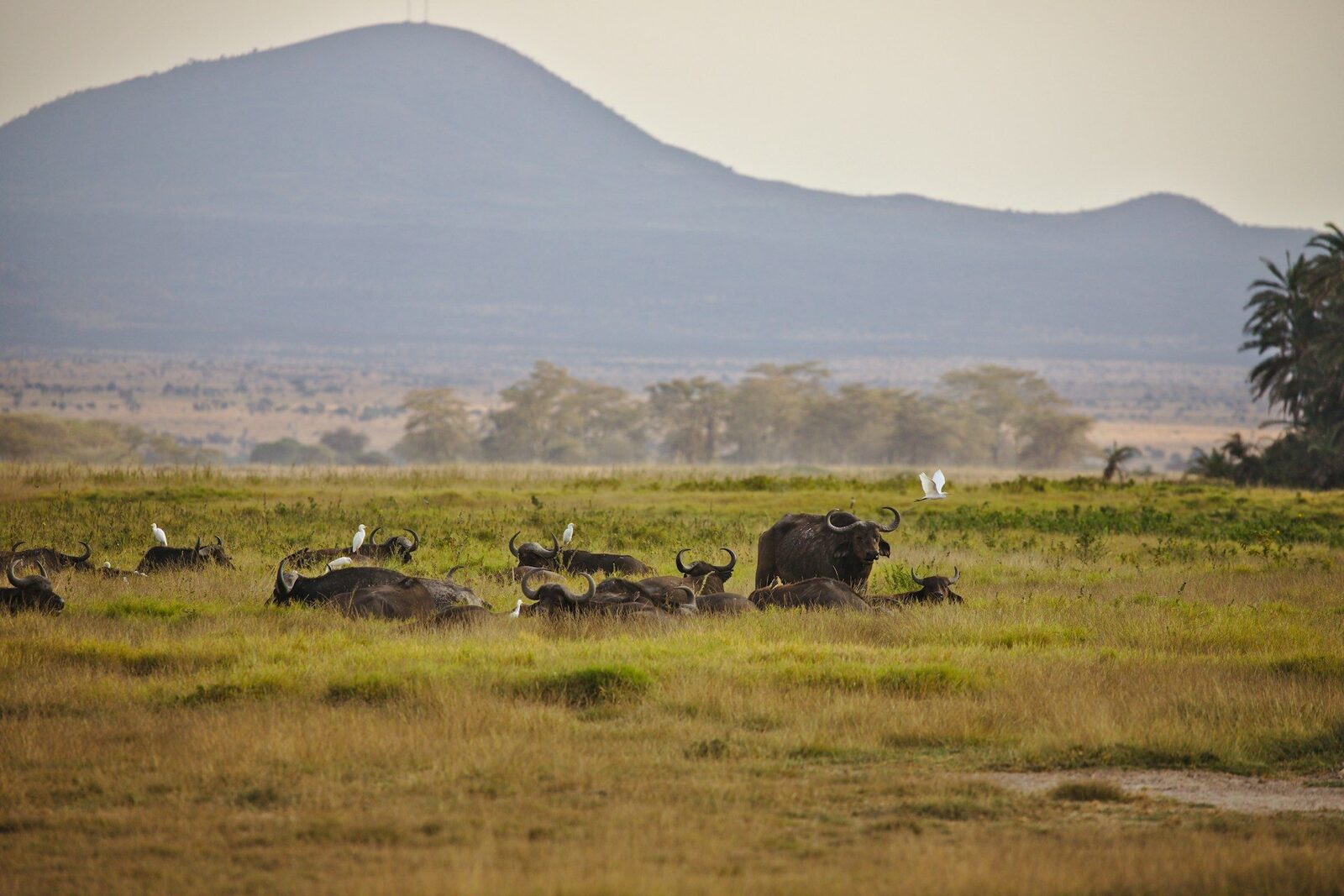 Buffalo with mountain view in background
