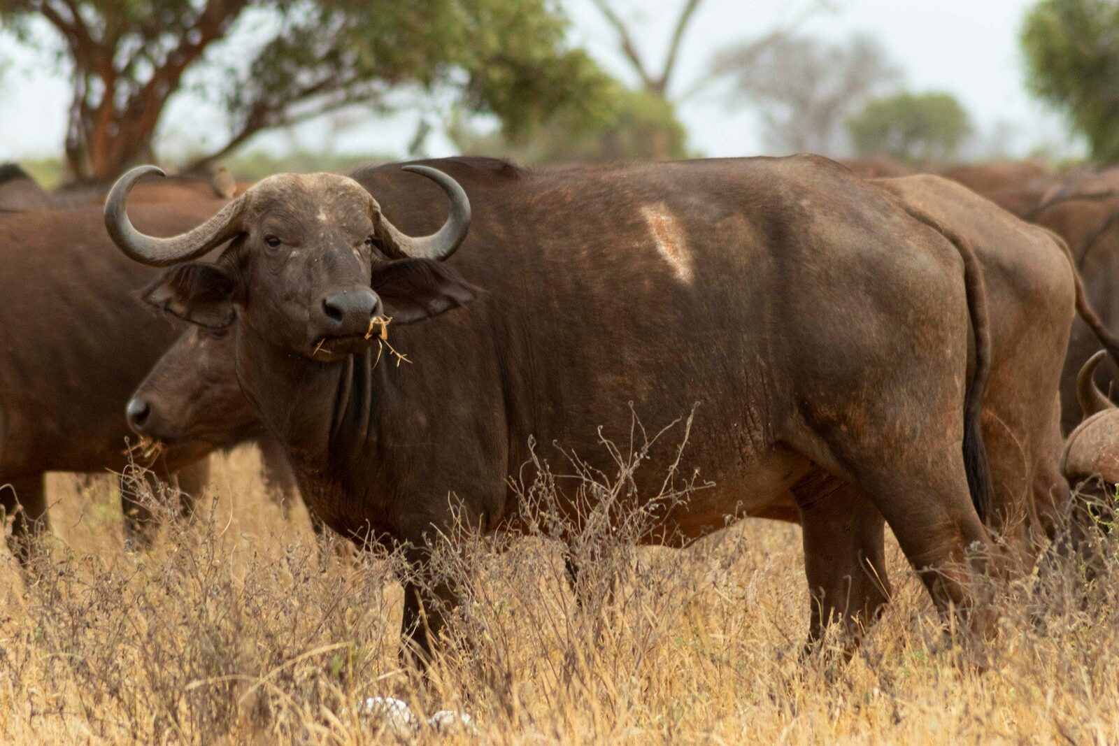 Buffalos grazing
