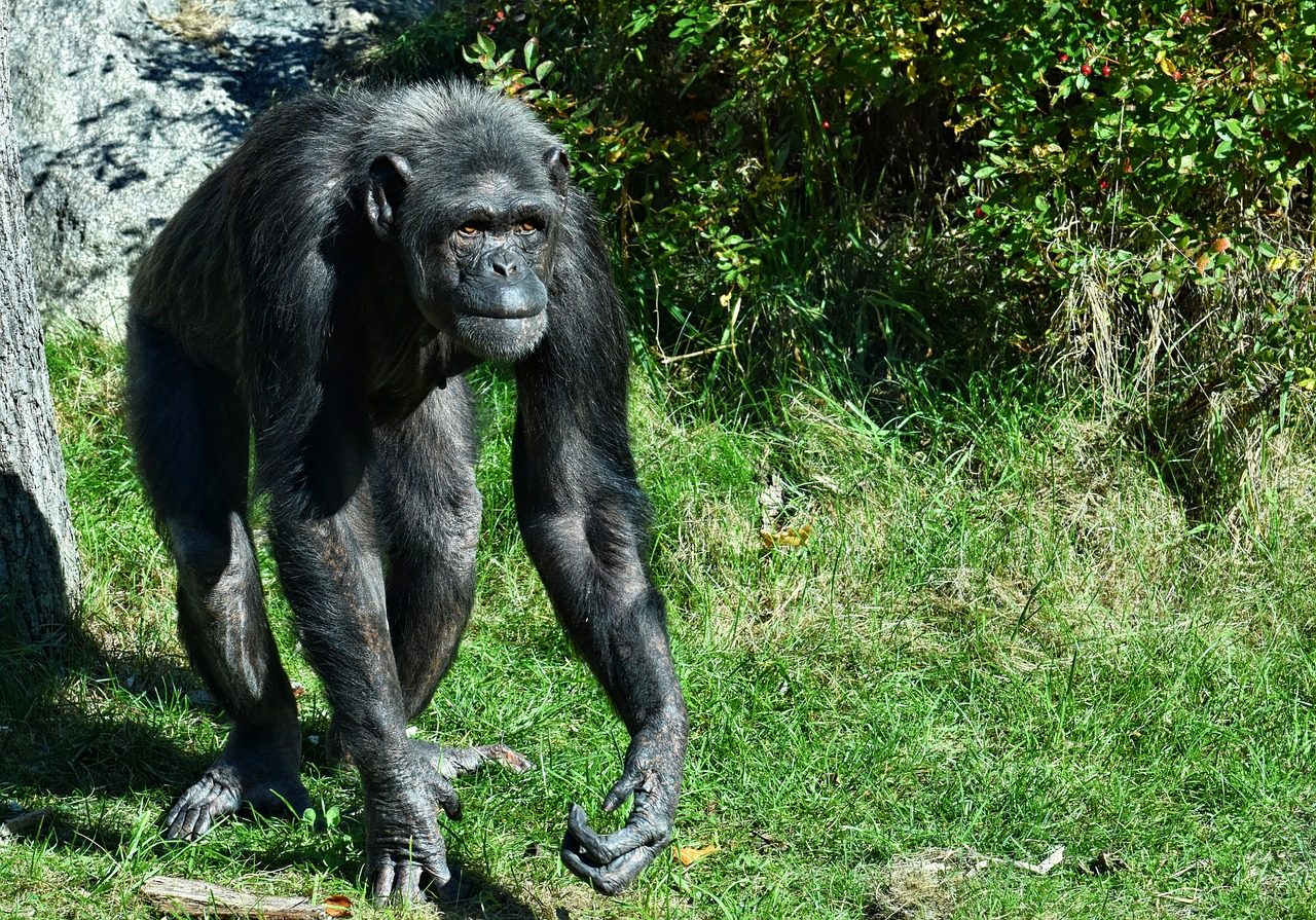Chimpanzee walking