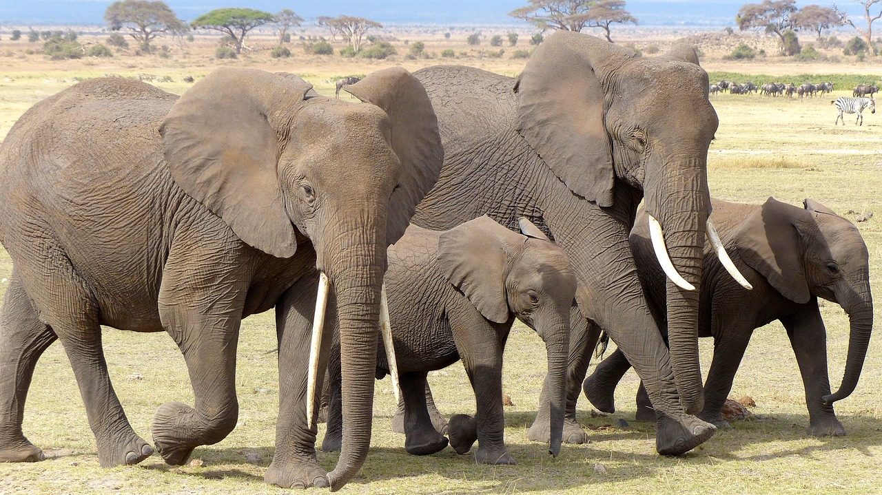 Elephant family upclose