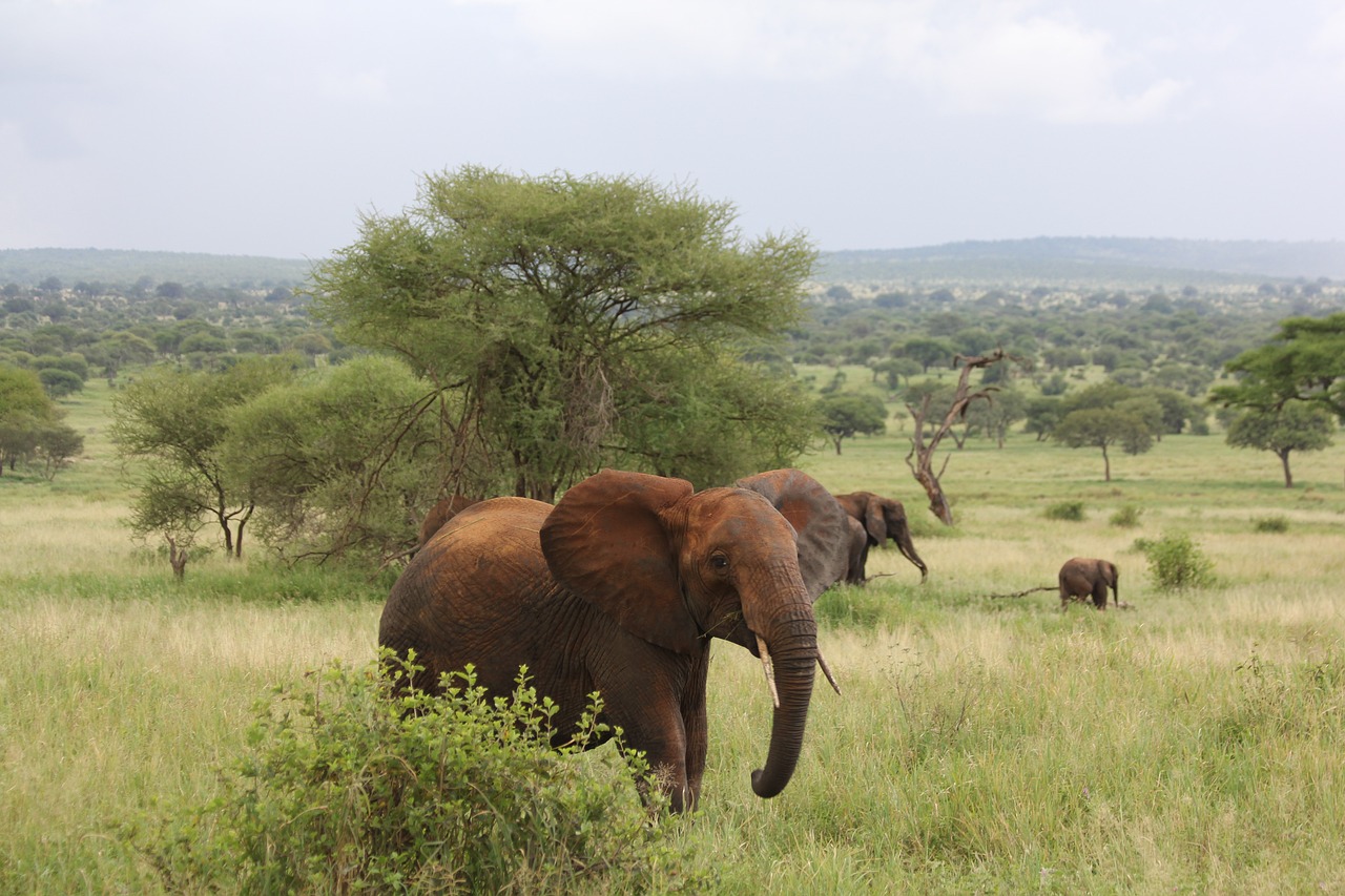 Elephant grazing