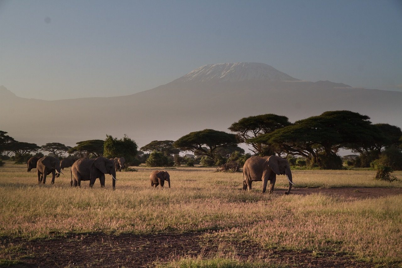 Elephants in Amboseli