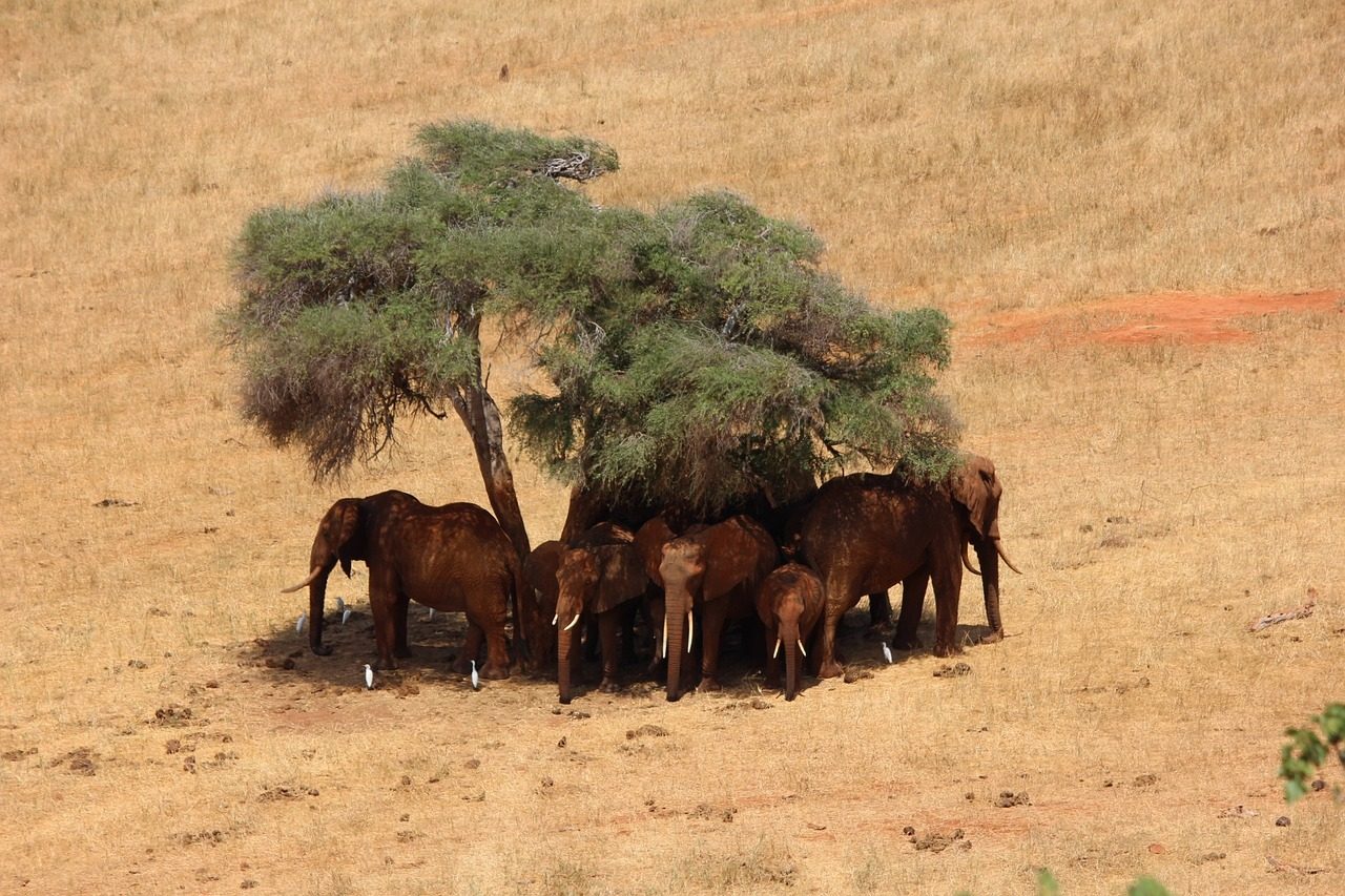 Elephants standing under a shade
