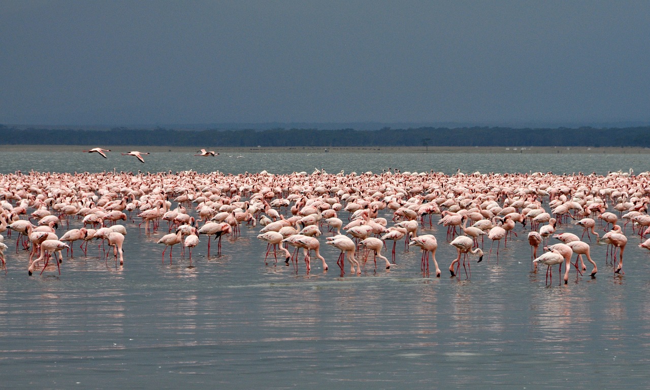 Flamingos in L. Nakuru