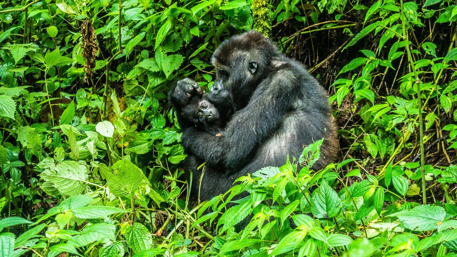 Gorilla Chimpanzee Habituation