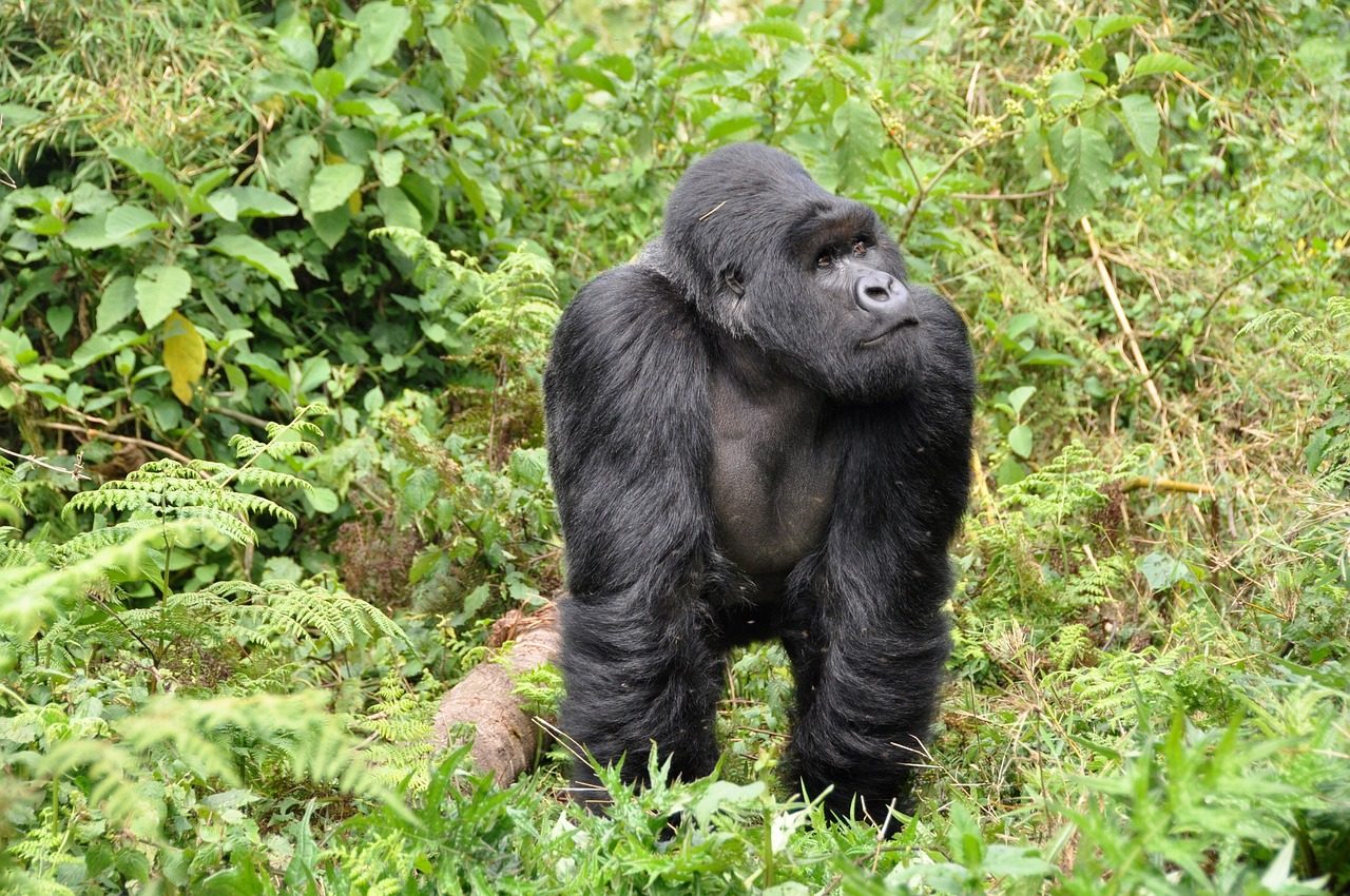 Gorilla posing in the forest