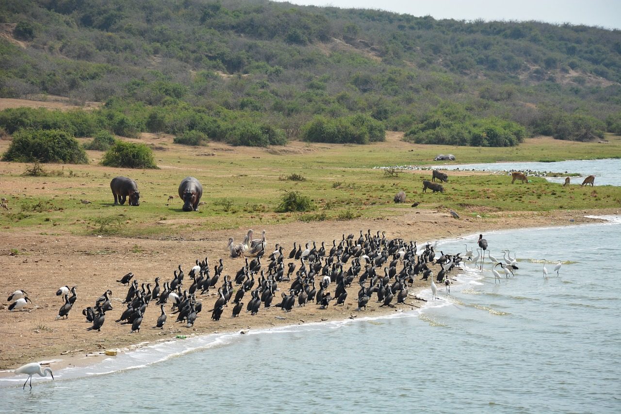 Kazinga channel in Qeen Elizabeth N Park