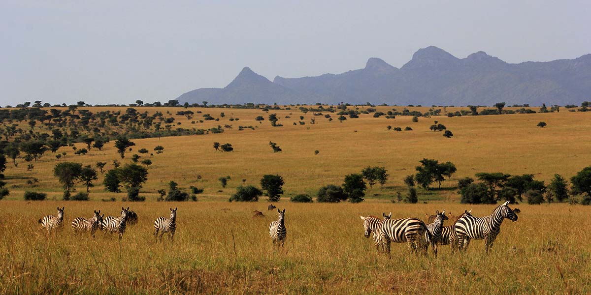 Lake Mburo National Park zebras in backdrop