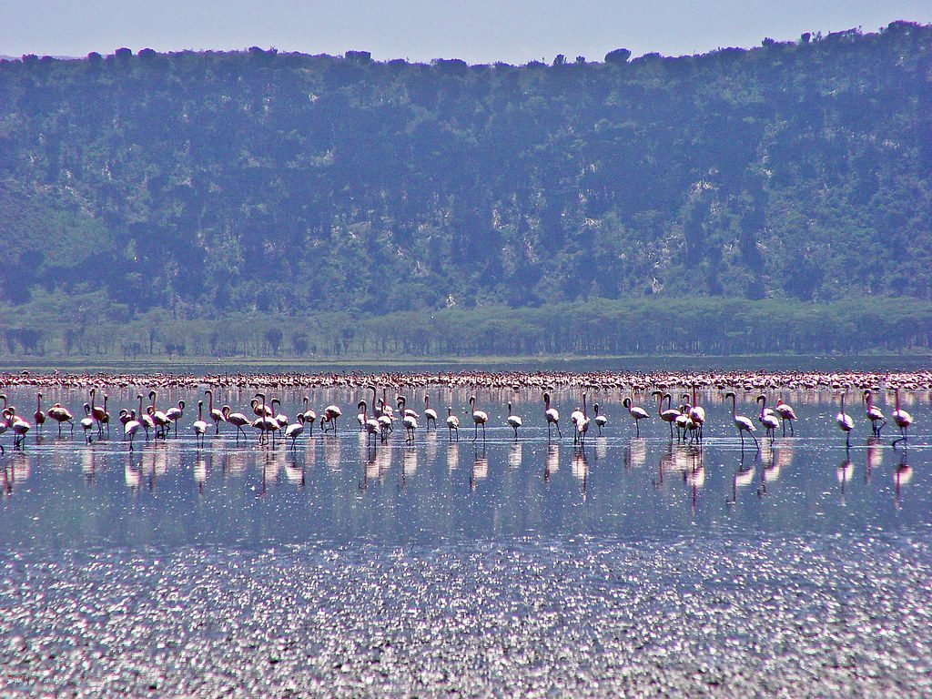 Lake nakuru flamingo view