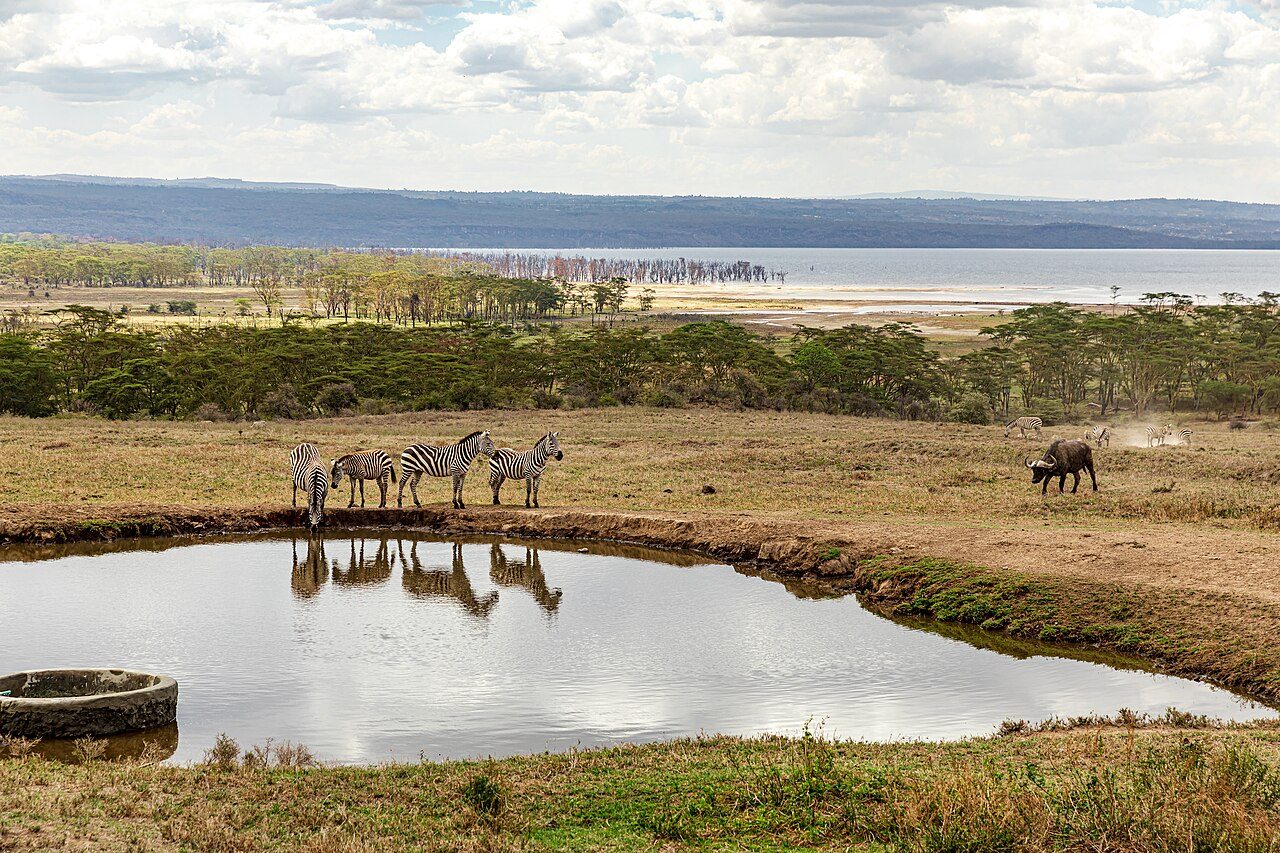 Lake Nakuru National Park Kenya Animals drinking water