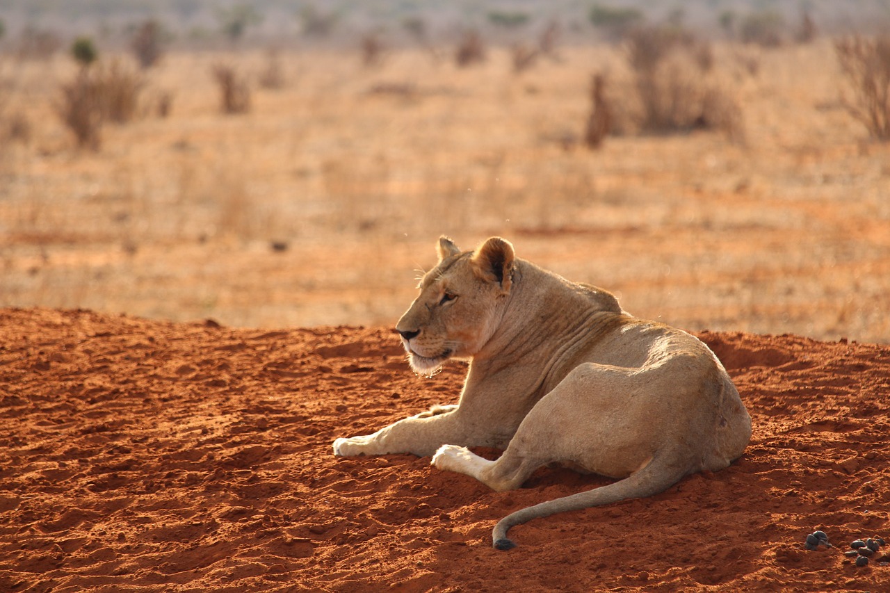 Lioness possing