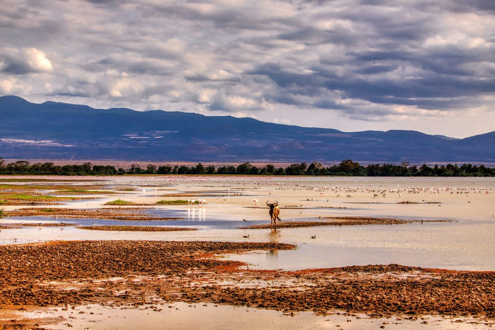 Lone wildebeest