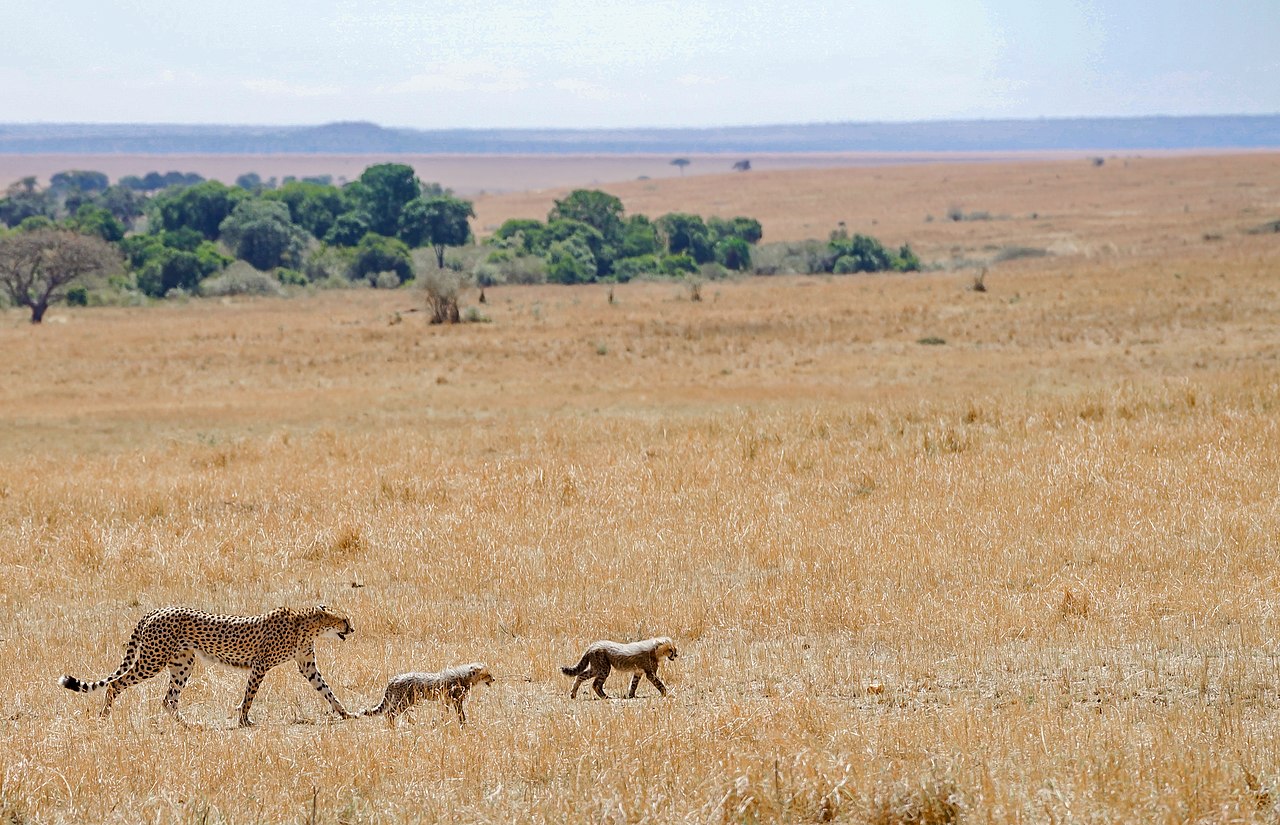 Maasai Mara Kenya cheetah with cubs