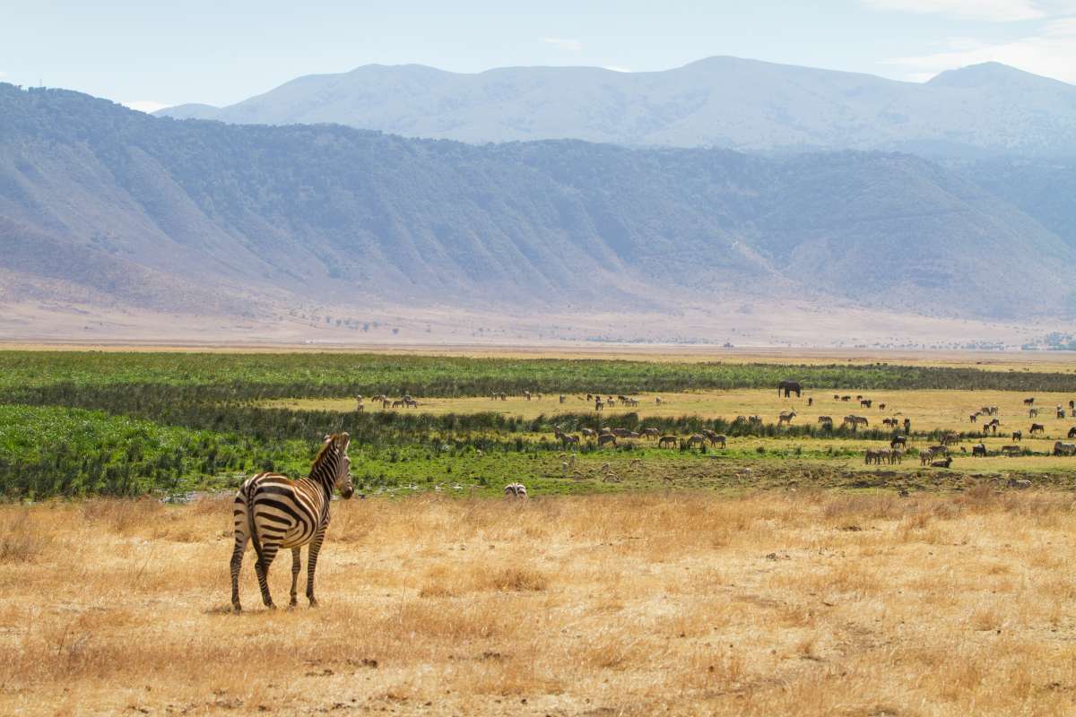 Zebras grazing in the Ngorongoro Crater