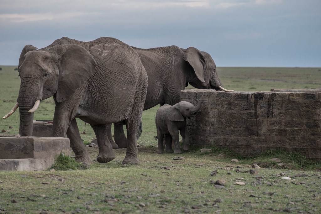 Ol Pejeta Conservancy elephants drinking water