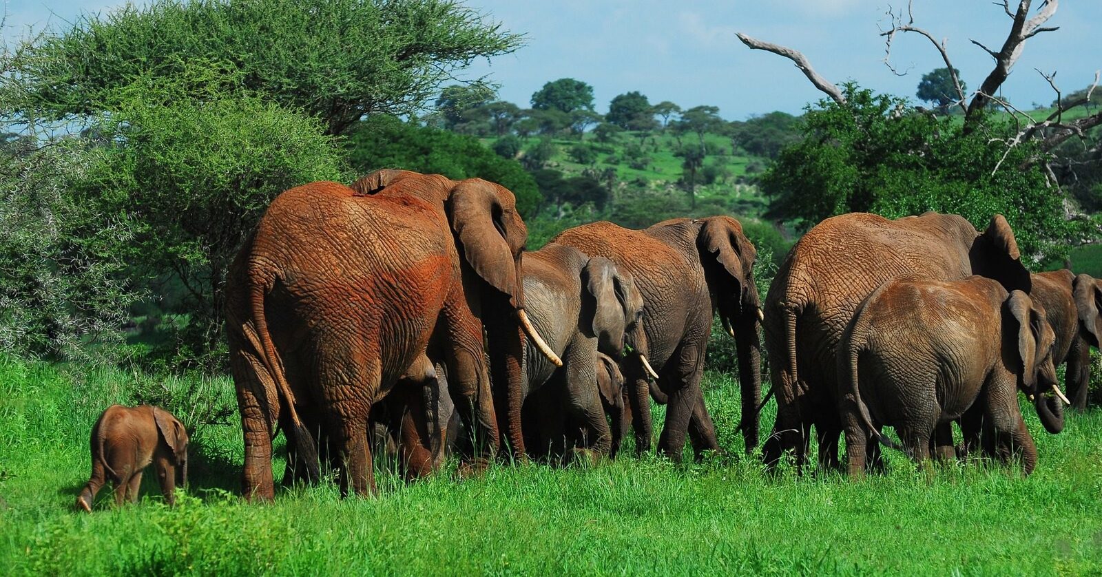 Red elephants grazing 2