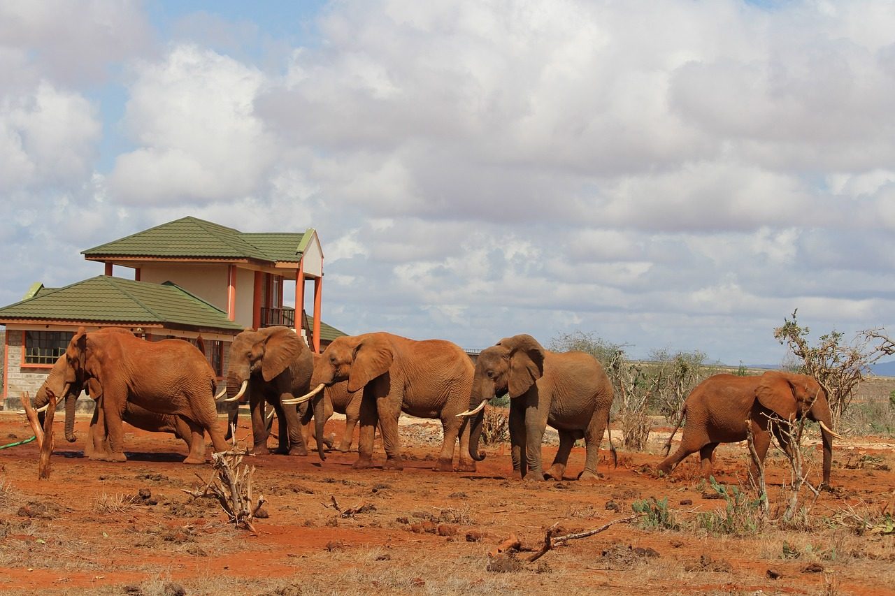 Red elephants in Tsavo
