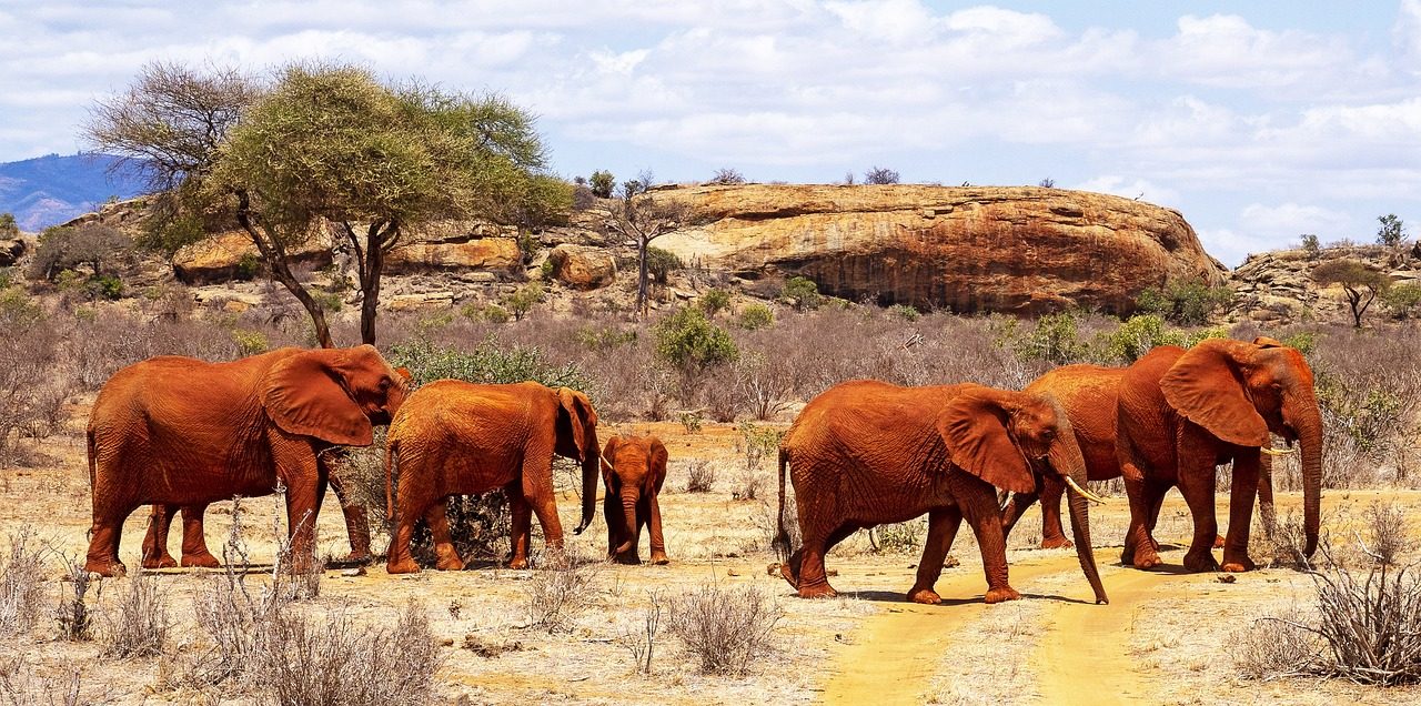 Red elephants of Tsavo Park
