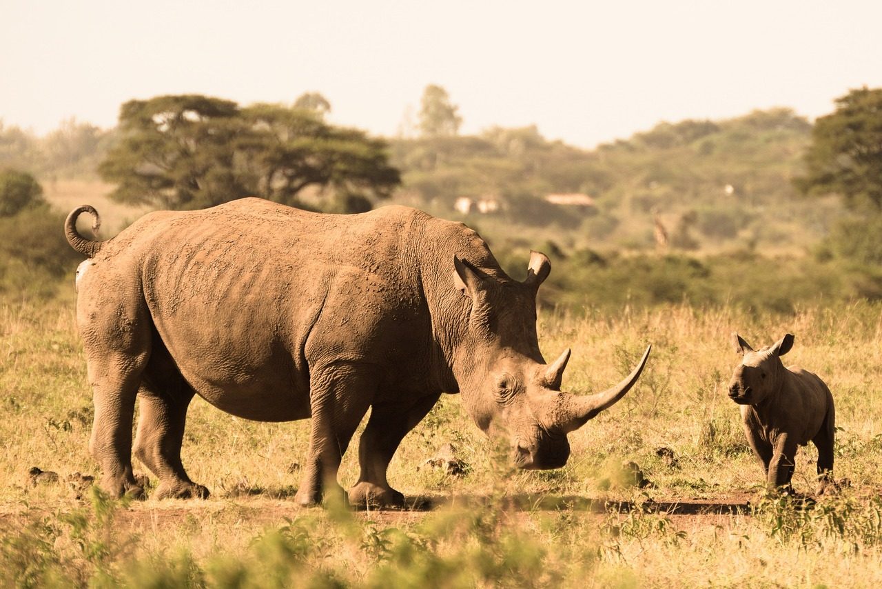 Rhino with young one in Nairobi National Park