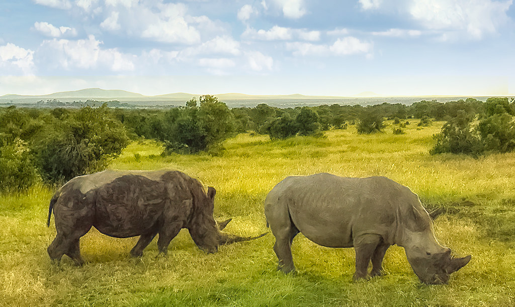 Rhinos grazing in lush savannah
