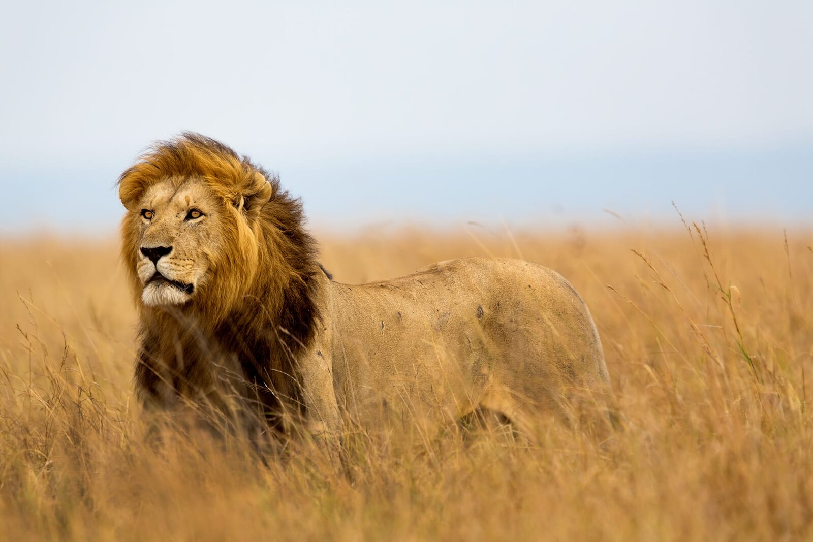 Simba marara in the jungle