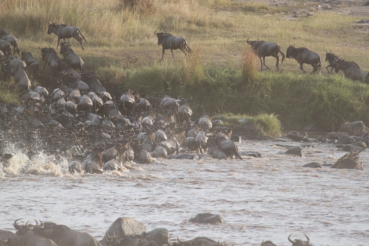 Wildebeest migration in crocodile infested river