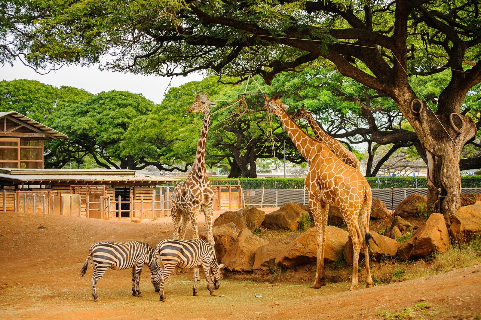 Zebras and giraffes chilling
