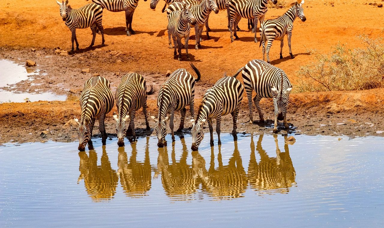 Zebras drinking water