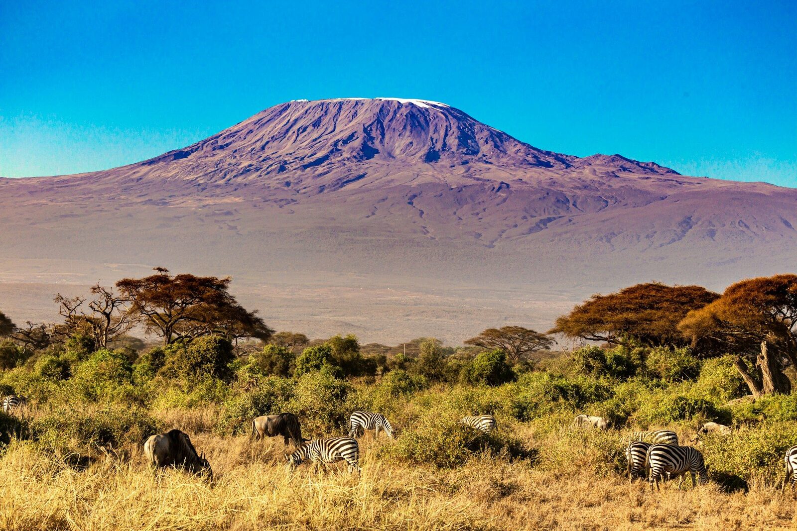 Zebras in Amboseli
