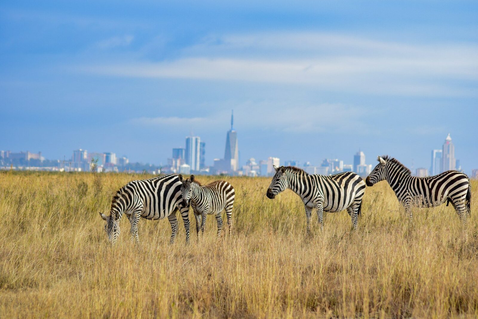 Zebras in Nairobi National Park city backdrop