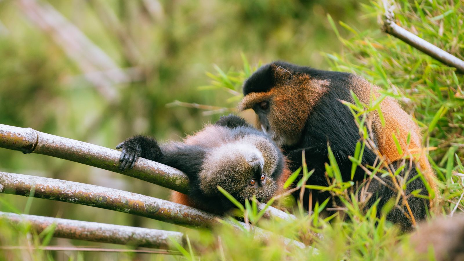 Two endangered golden monkeys resting in a bamboo forest in the Virunga volcanoes