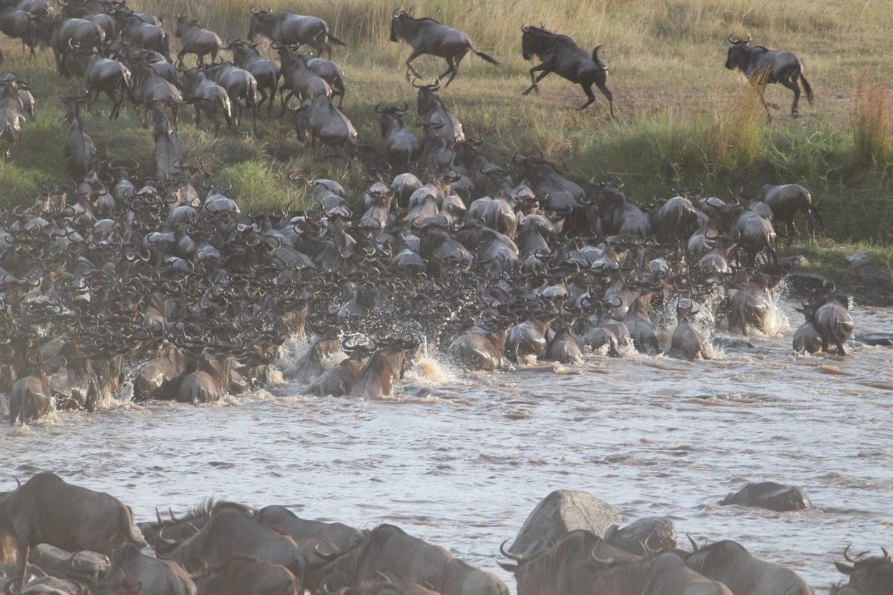 Wildebeest migration river crossing