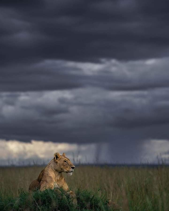 Masai Mara in November lioness on green grass