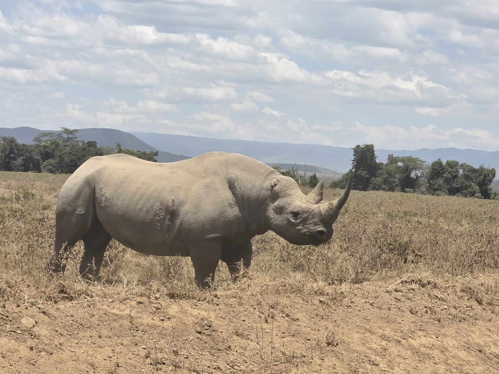Lake Nakuru rhino on one of the best Kenya safari itineraries